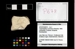 Foto (Objekt + Etikett) von Cracensigillatus acutirostrus (Moericke, 1889)  (NHMW-GEO-2014-0194-0678)